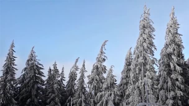 Vinter Carpathian forest — Stockvideo