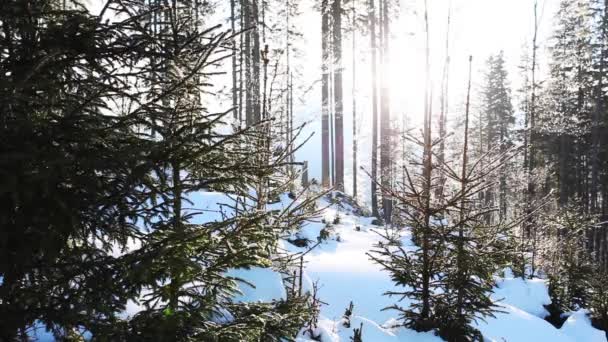 Vinterkarpatisk skog – stockvideo