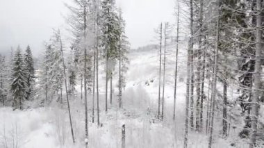 karla kaplı Karpat orman