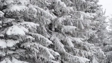 karla kaplı Karpat orman