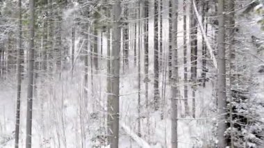 karla kaplı Karpat orman