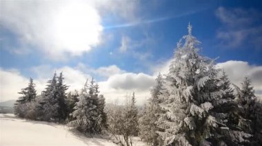 karla kaplı Karpat orman