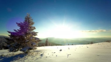 Karpat orman güneş ışık