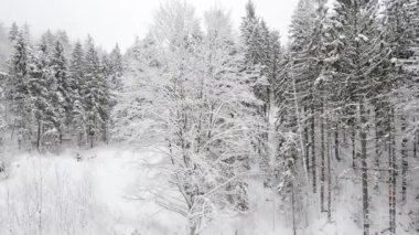 karla kaplı Karpat orman