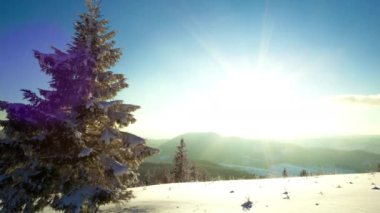 Karpat orman güneş ışık