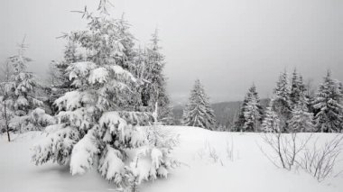 karla kaplı Karpat orman