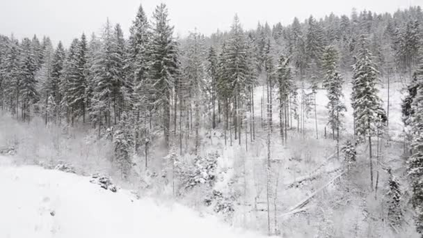 Красивый пейзаж зимнего леса — стоковое видео
