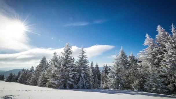 Winter carpathian forest in sunny day — Stock Video