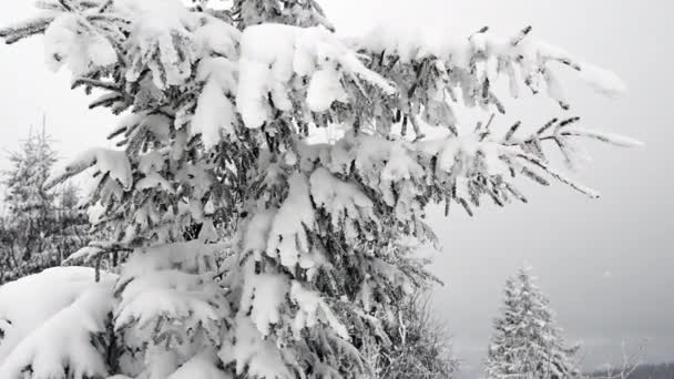 Karpatenwald mit Schnee bedeckt — Stockvideo