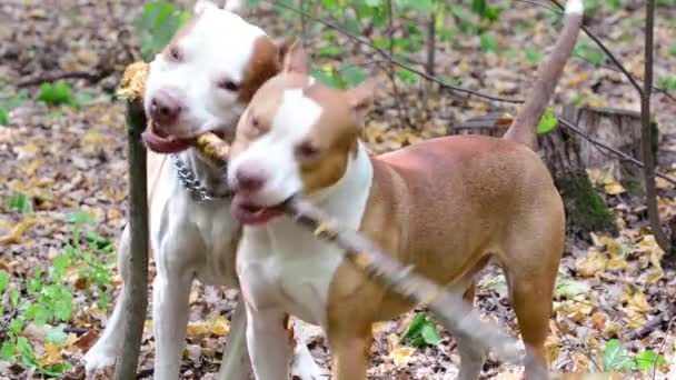 Perros en parque verde — Vídeos de Stock