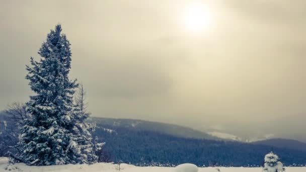 Winter carpathian forest — Stock Video