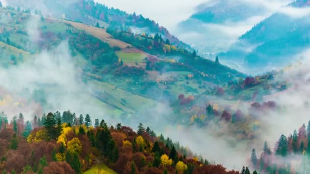 Forêt de carpates avec ciel nuageux — Video
