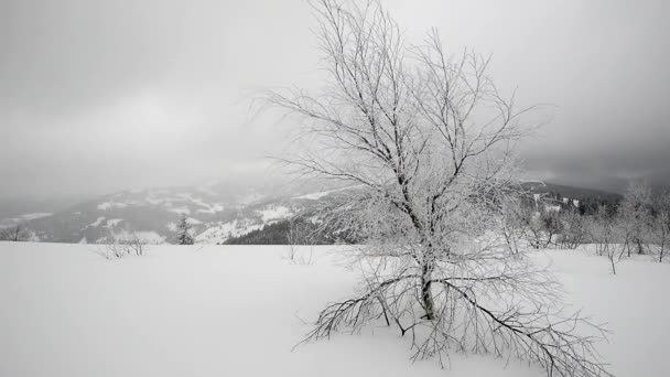 Schneereicher Winter in den Karpaten — Stockvideo