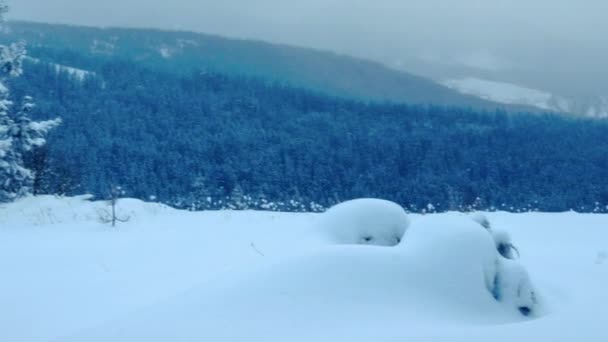 Foresta carpatica coperta di neve — Video Stock
