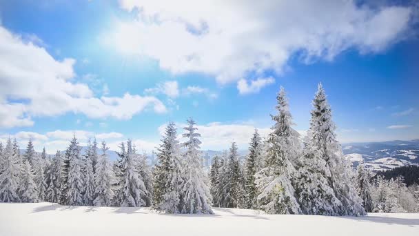 Vackra landskapet i vinter skog — Stockvideo