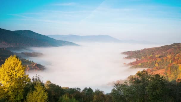 Bosque de los Cárpatos Niebla — Vídeos de Stock