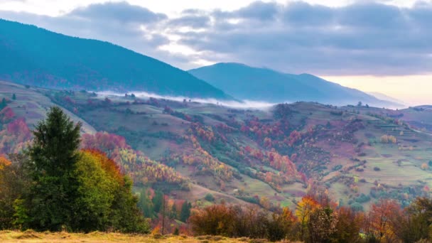 Carpathian forest med mulen himmel — Stockvideo