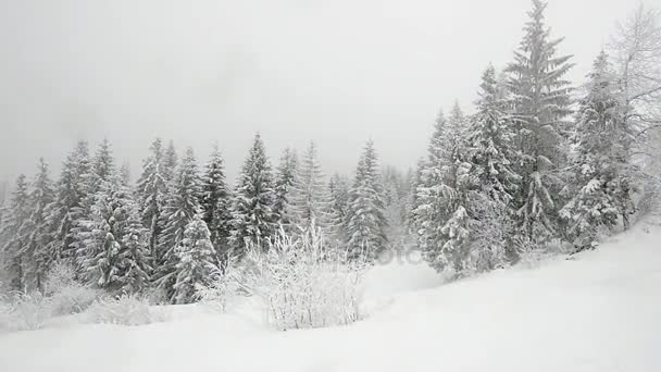 Forêt de carpates couverte de neige — Video