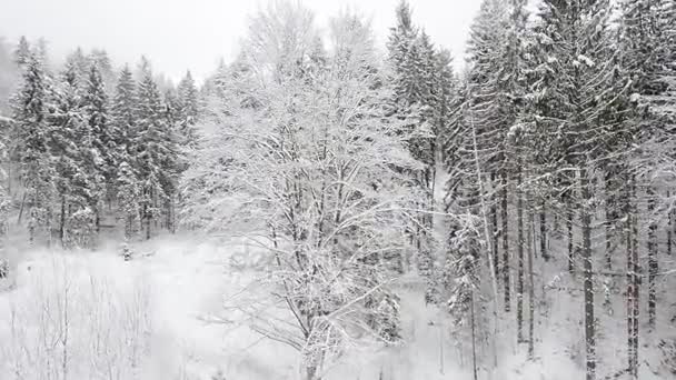 Karpaten bos bedekt met sneeuw — Stockvideo