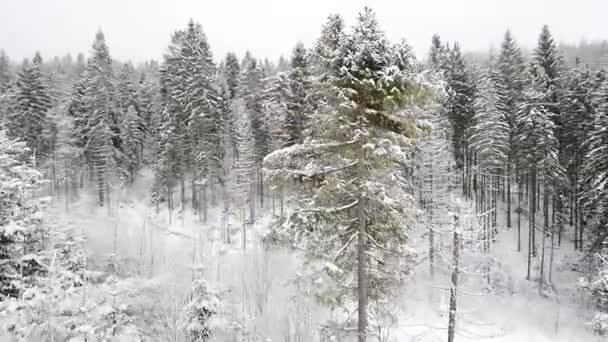 Gyönyörű táj, a téli erdő — Stock videók