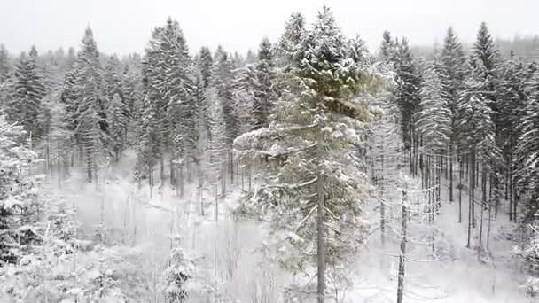 Prachtige landschap van winter forest — Stockvideo