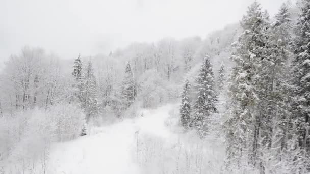 雪で覆われたカルパティア森 — ストック動画