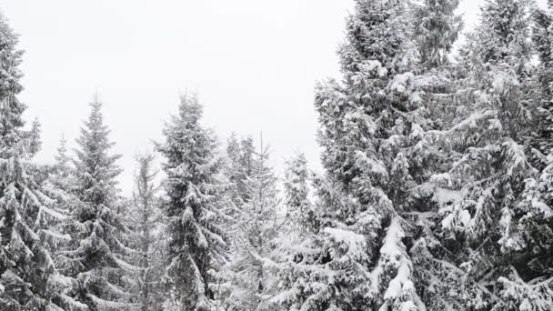 Carpathian forest covered with snow — Stock Video