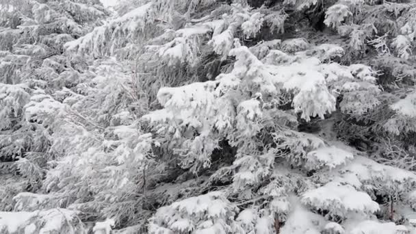 Краєвид зимового карпатського лісу — стокове відео