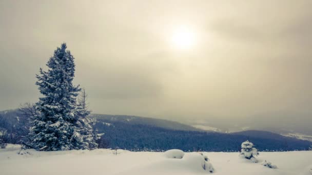 Invierno Bosque de Cárpatos — Vídeo de stock