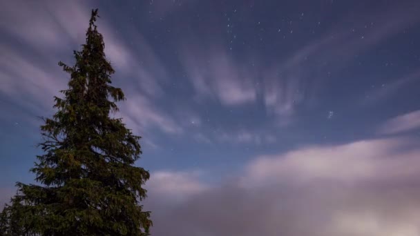 Carpathian fir tree with cloudy sky — Stock Video