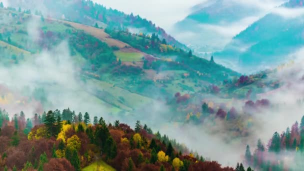 Bosque de los Cárpatos Niebla — Vídeos de Stock
