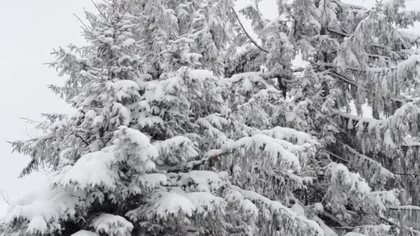 Карпатский лес, покрытый снегом — стоковое видео
