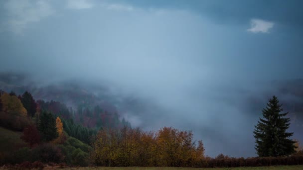 カルパチアに霧の森 — ストック動画