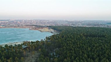 Yeşil ormandaki ağaçlar