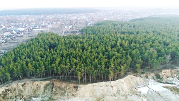 Träd i grön skog — Stockvideo