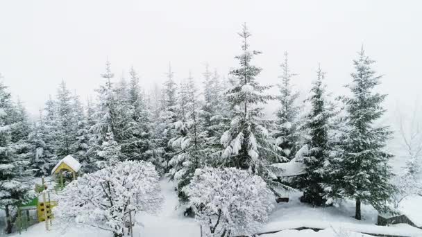 Inverno Floresta dos Cárpatos — Vídeo de Stock