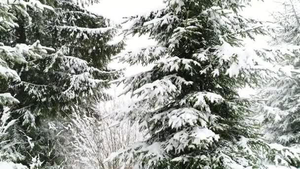 Paysage de forêt carpatique — Video