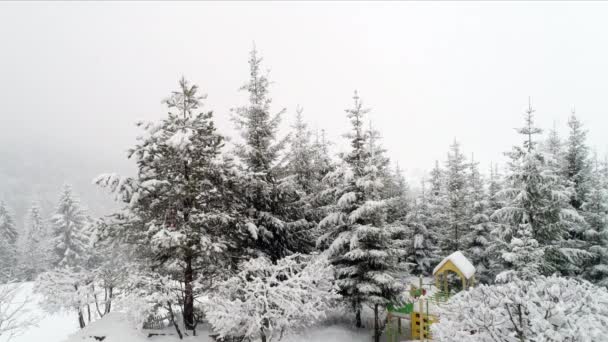 Paisagem de floresta carpathian — Vídeo de Stock