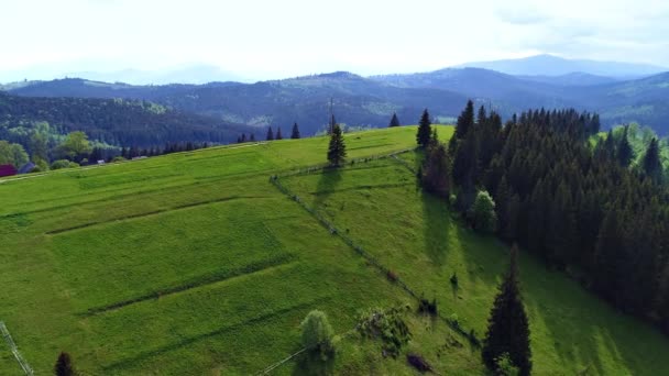 Tiro aéreo de floresta verde — Vídeo de Stock