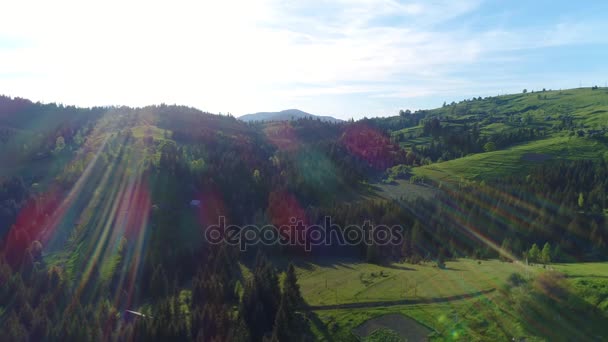 Foto aérea de bosque verde — Vídeo de stock