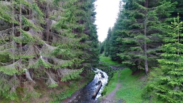 Rivière en forêt verte — Video