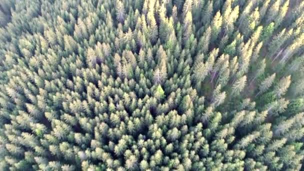 Letecký snímek zeleného lesa — Stock video