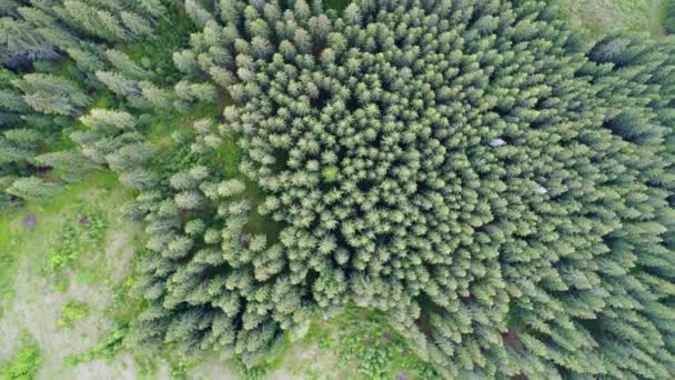 Foto aérea de bosque verde — Vídeos de Stock