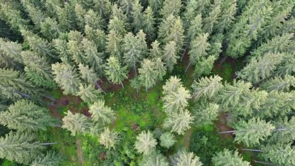 Foto aérea de bosque verde — Vídeos de Stock
