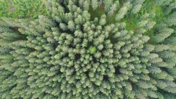 Aerial shot of green forest — Stock Video