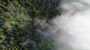 Yeşil Orman 'ın Hava Çekimi