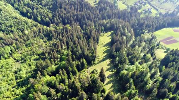 Aerial shot of green forest — Stock Video