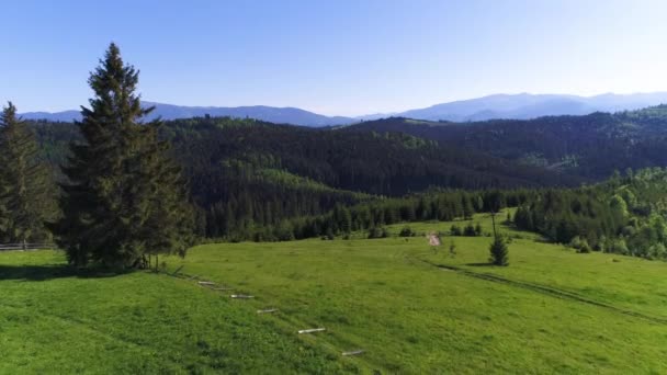 Strzał z powietrza w Green Forest — Wideo stockowe