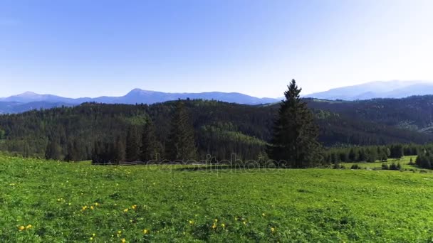 Strzał z powietrza w Green Forest — Wideo stockowe