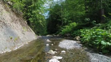 Karpat Dağlarındaki Güzel Nehir 